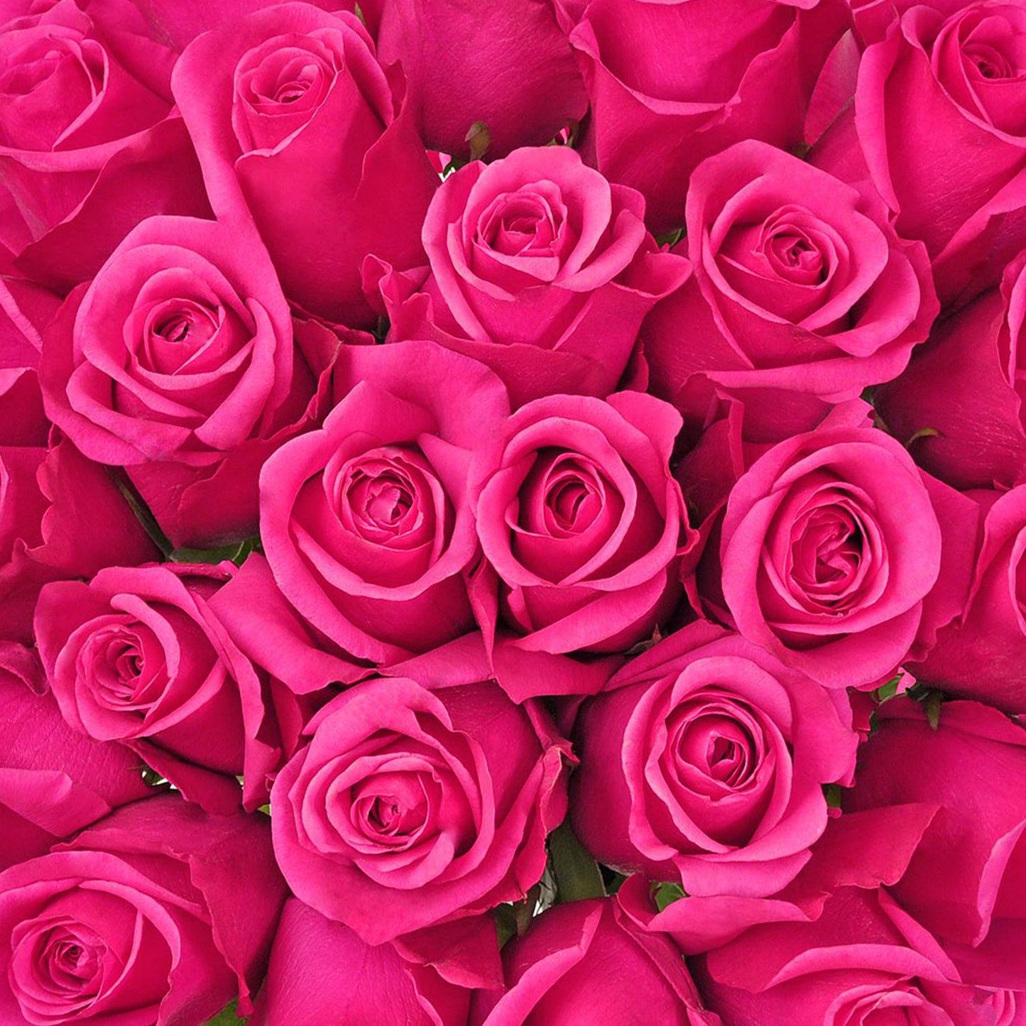 Hot Pink Rose