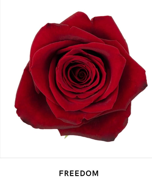 Freedom Rose 60cms
