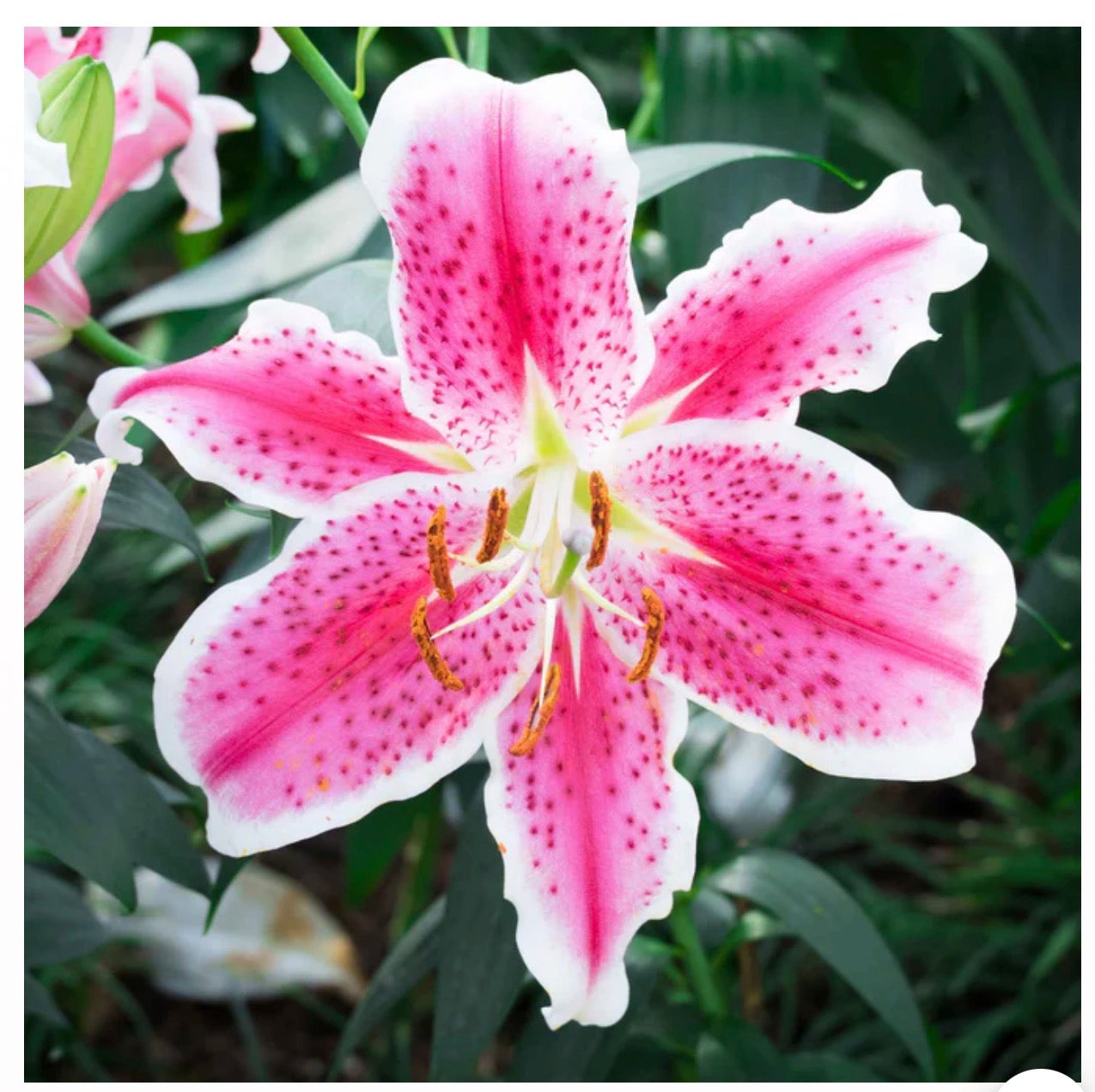 Stargazer Oriental Lily (bunch of 5)