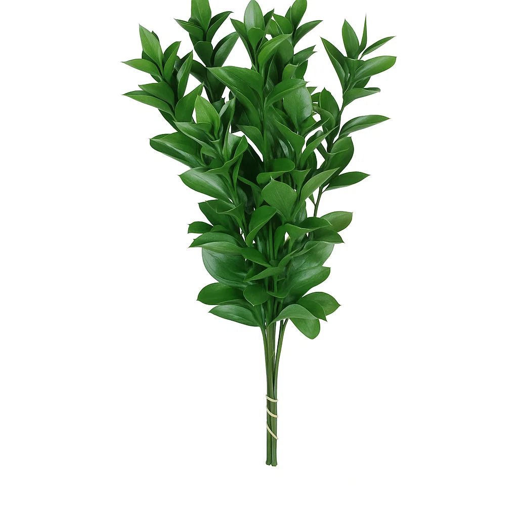 RUSCUS