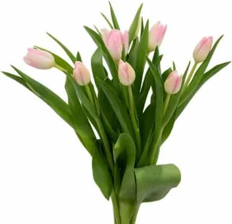 Light Pink Tulips 🌷 ()