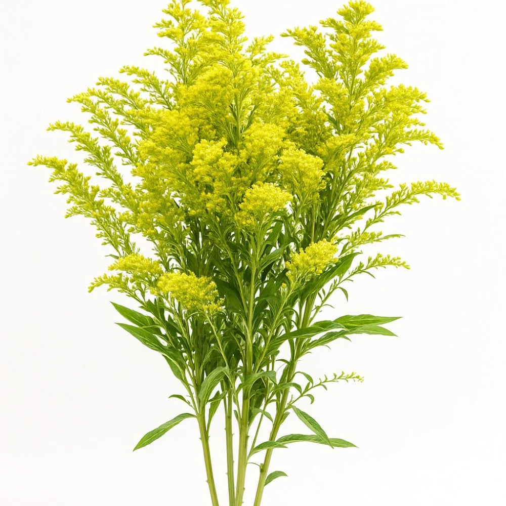 Aster Solidago