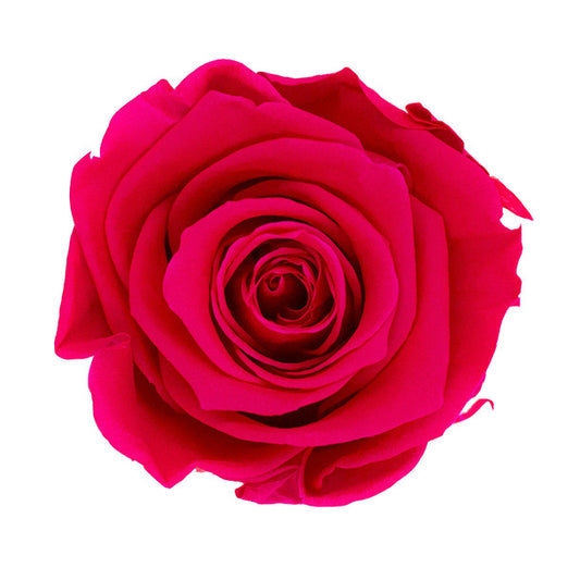 Hot Pink Rose