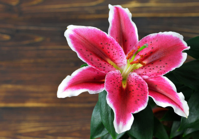 Stargazer Oriental Lily (bunch of 5)