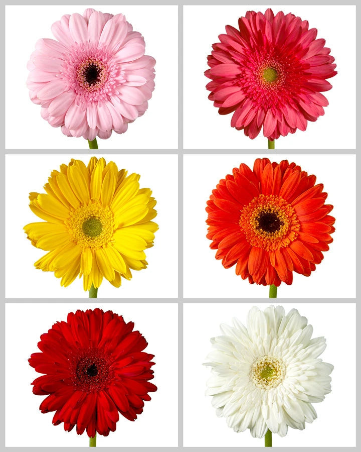 Daisy Gerberas (5 stems )
