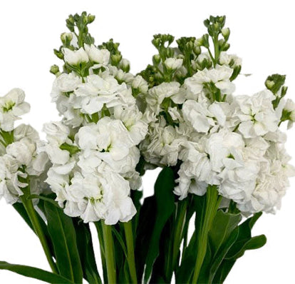 Stock Flower (peach out of stock)