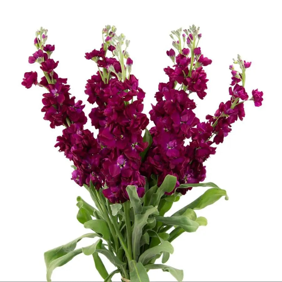 Stock Flower (peach out of stock)