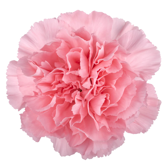 Pink Carnations