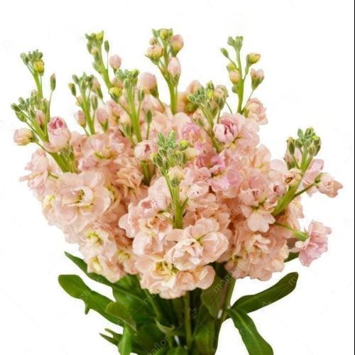 Stock Flower (peach out of stock)