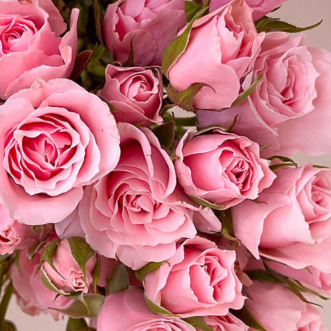 Spray Roses Assorted