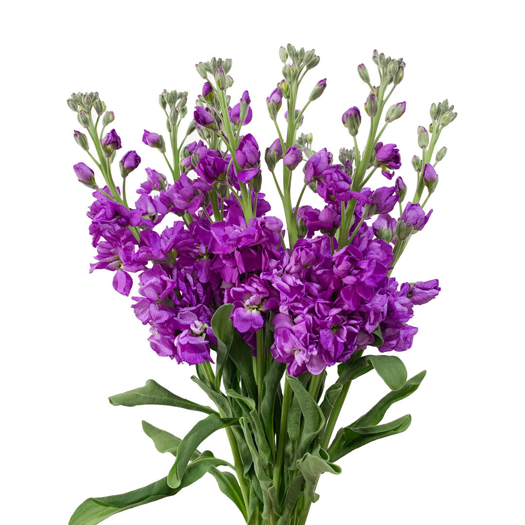 Stock Flower (peach out of stock)