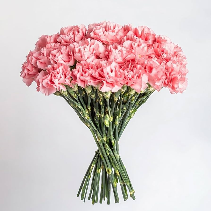Pink Carnations
